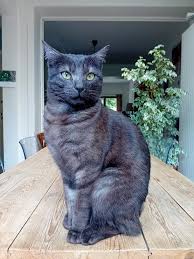 Portrait personnalisé de votre animal